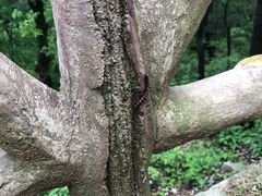景点-罗田薄刀峰风景区