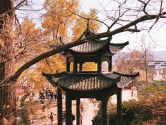 -千年银杏谷文化旅游区