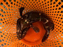 -巽东海鲜大排档(巽寮湾店)