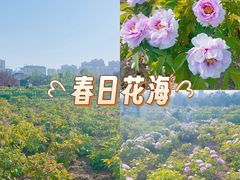 -曹州牡丹园