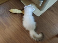 -70cat德文卷毛猫·缅因猫纯种猫舍