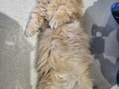 -藏猫猫咖啡主题馆(中央大道店)