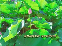 -大望京公园