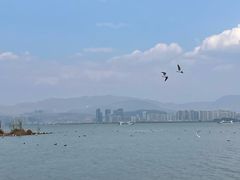 -洱海月湿地公园