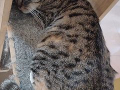 -平行世界·猫咖(首经贸店)