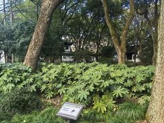 -上海醉白池公园