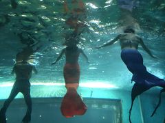 -洛阳龙门海洋馆