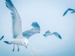 -海驴岛(荣成市)