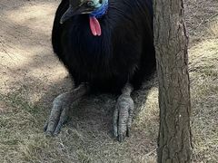 -西霞口神雕山野生动物世界
