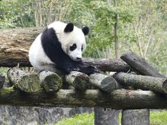 -都江堰中华大熊猫苑