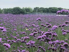 -杭州城北体育公园