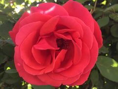 -东方削面(操场城街店)