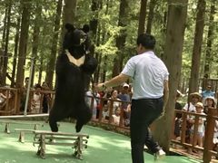 游乐：马戏表演-日照海滨国家森林公园