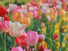-苏州上方山国家森林公园