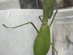 -中环花鸟鱼虫市场