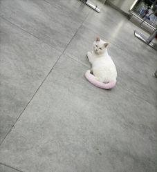 -唐朝造型·甄选