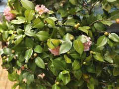 -福照楼汽锅鸡·云南菜(万达广场店)