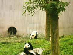 -卧龙中华大熊猫苑神树坪基地