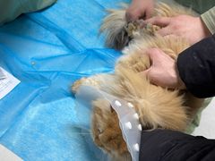 -达爱动物医院·犬猫分区·CT·复杂眼科(远洋山水分院)