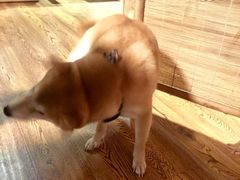 -柴务处·柴犬主题狗咖