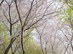 -苏州上方山国家森林公园