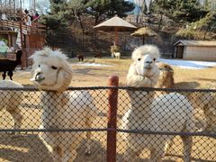 -大连森林动物园