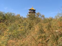 -金塔沙漠胡杨林景区
