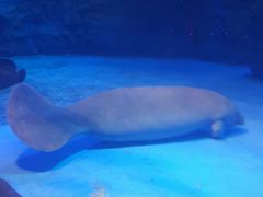 -烟台海昌鲸鲨海洋公园