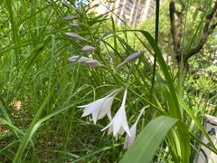 -陈家山荷花公园