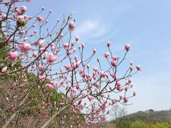 -上海佘山国家森林公园西佘山园