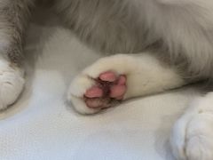 -Pets First伊珊娜洗护·精致美容·家庭式寄养(新会路店)