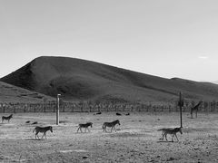 -新疆天山野生动物园