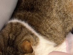 -瑞派动物医院·猫专科·至诚(江南中分院)