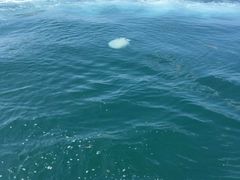 -西涌国际滨海旅游区