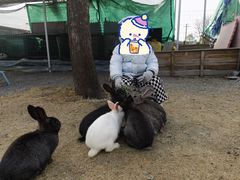 -菊园百果园