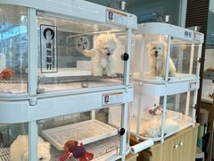 -翊宠yipet猫狗购宠庄园犬舍•猫舍