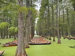 -渌洋湖湿地公园