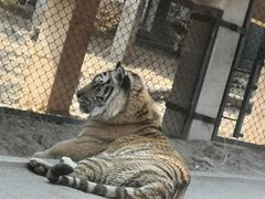 -大连森林动物园