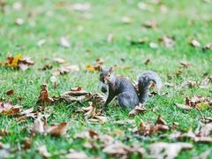 -海德公园