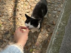 -上海佘山国家森林公园天马山园