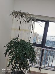 -HEYAN荷妍专业脱毛连锁机构