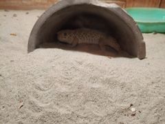 -上海大自然野生昆虫馆(东方明珠·爬宠昆虫探索中心)