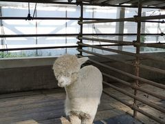 -南宫五洲植物乐园