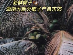 -东郊椰林