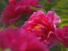-曹州百花园