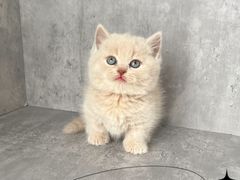 -小猫来了·猫舍(红山六九七九店)