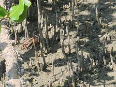 -北海金海湾红树林生态旅游区