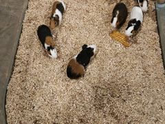 -石狮世茂摩天城摩天轮