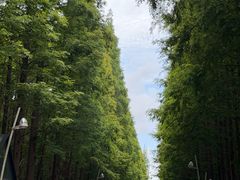 -日照海滨国家森林公园