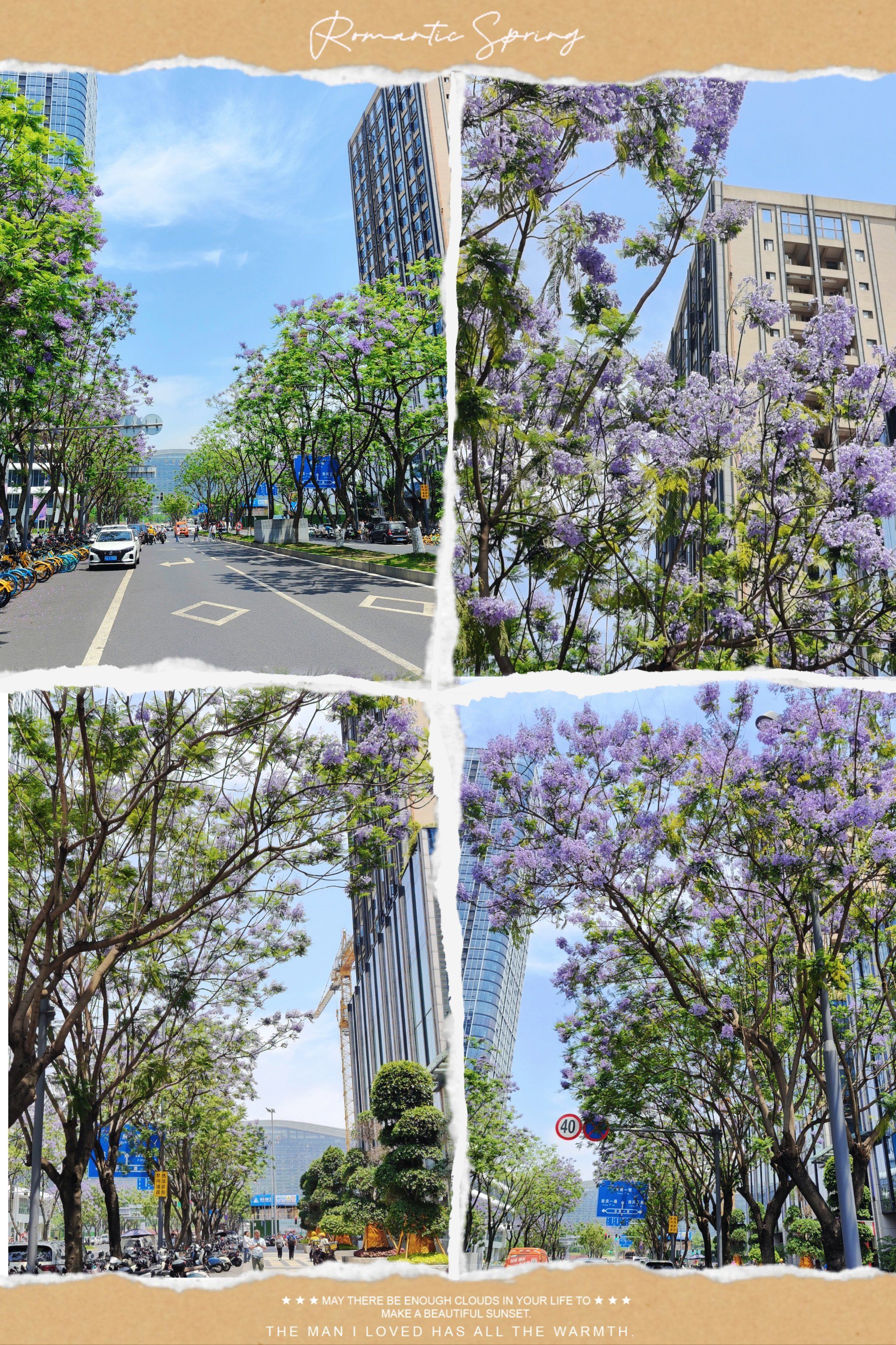 成都冷门蓝花楹观赏地‖夏日浪漫,紫意浓浓7814